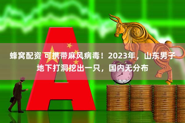蜂窝配资 可携带麻风病毒！2023年，山东男子地下打洞挖出一只，国内无分布