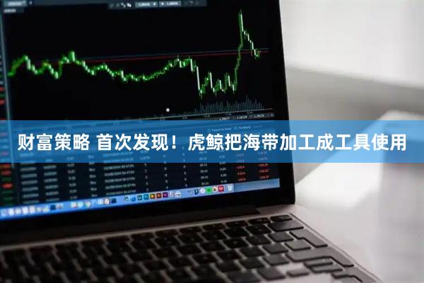 财富策略 首次发现！虎鲸把海带加工成工具使用